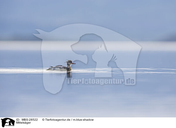 Mittelsger / red-breasted merganser / MBS-28522