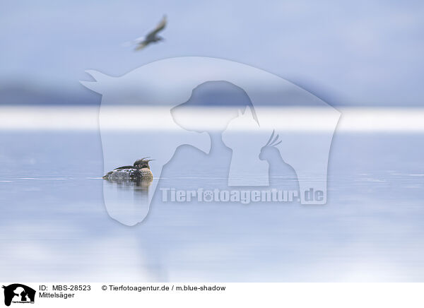 Mittelsger / red-breasted merganser / MBS-28523