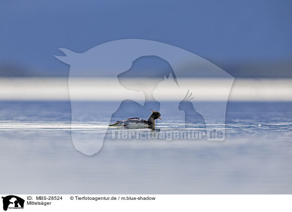 Mittelsger / red-breasted merganser / MBS-28524