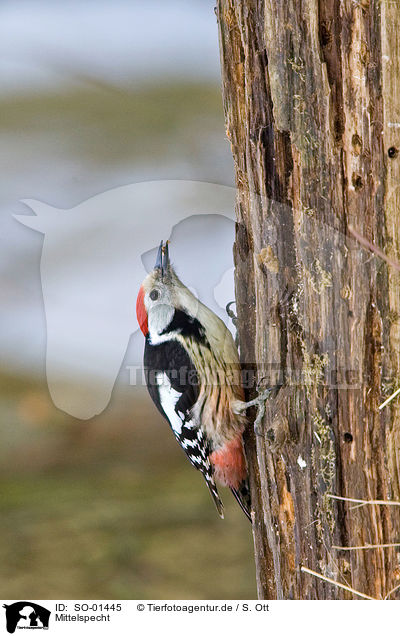 Mittelspecht / middle spotted woodpecker / SO-01445