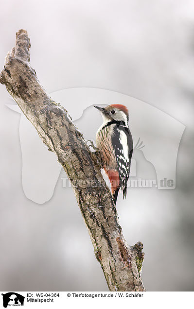 Mittelspecht / middle spotted woodpecker / WS-04364
