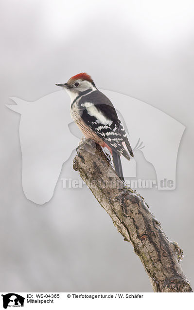 Mittelspecht / middle spotted woodpecker / WS-04365