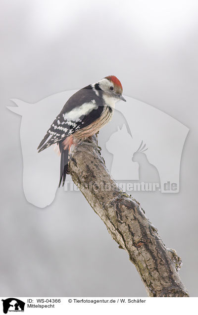 Mittelspecht / middle spotted woodpecker / WS-04366