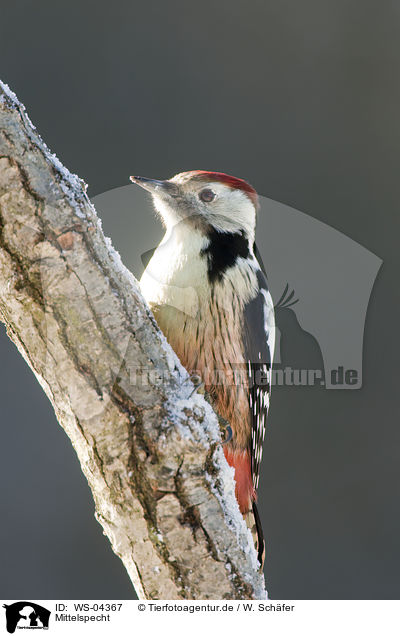 Mittelspecht / middle spotted woodpecker / WS-04367