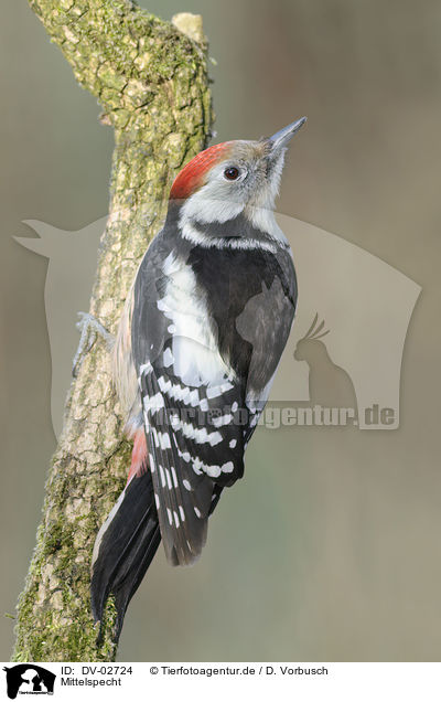 Mittelspecht / middle spotted woodpecker / DV-02724
