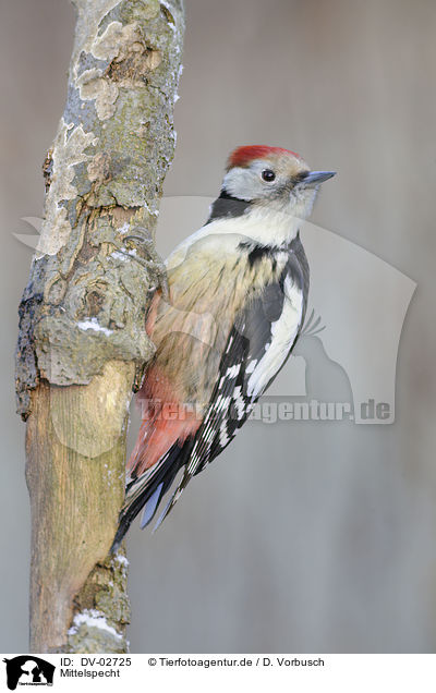Mittelspecht / middle spotted woodpecker / DV-02725