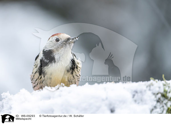 Mittelspecht / middle spotted woodpecker / WS-09293