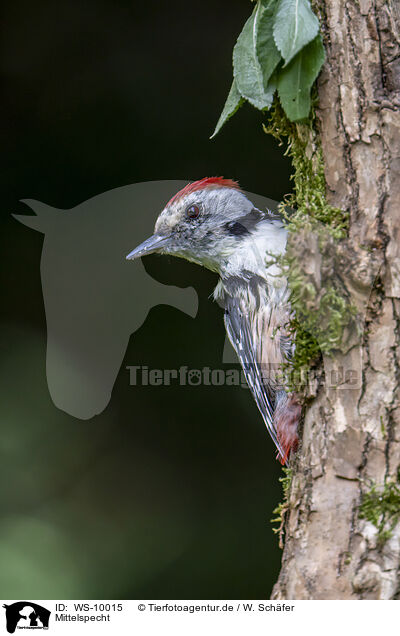 Mittelspecht / middle spotted woodpecker / WS-10015