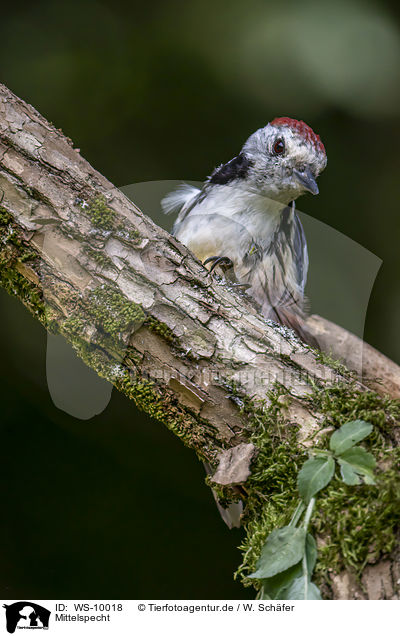 Mittelspecht / middle spotted woodpecker / WS-10018