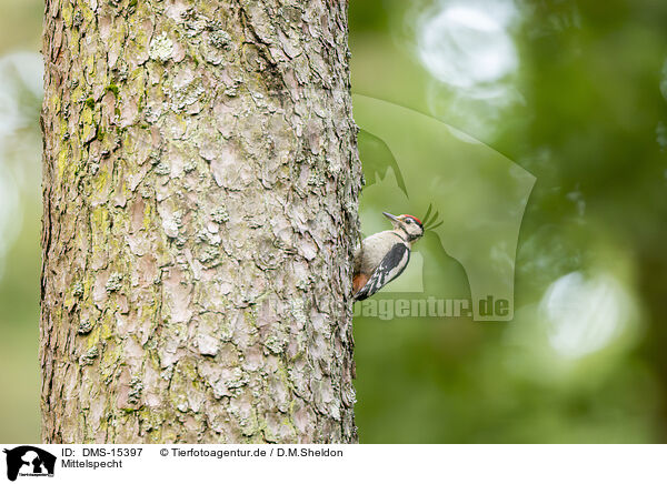 Mittelspecht / middle spotted woodpecker / DMS-15397