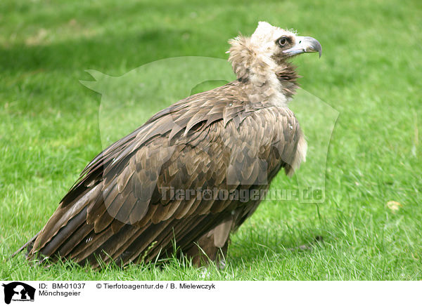 Mnchsgeier / cinereous vulture / BM-01037