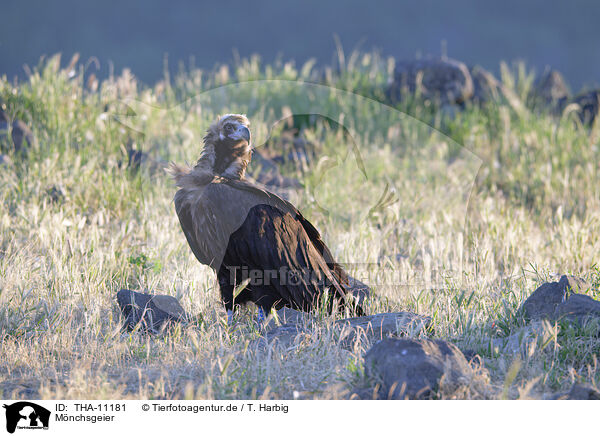 Mnchsgeier / black vulture / THA-11181