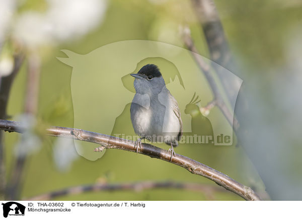 M�nchsgrasm�cke / blackcap / THA-03602