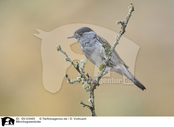 Mnchsgrasmcke / blackcap / DV-03465