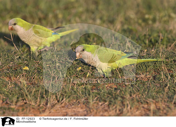Mnchssittiche / monk parakeets / FF-12923