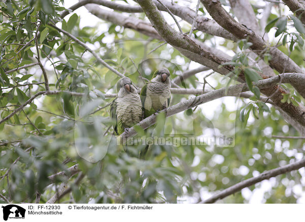 Mnchssittiche / monk parakeets / FF-12930