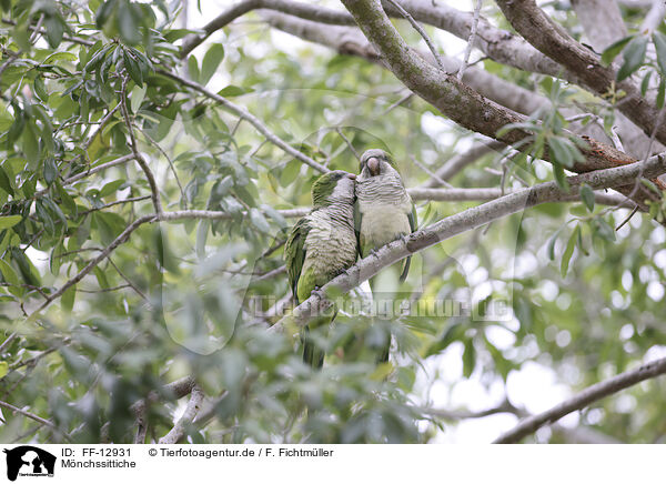 Mnchssittiche / monk parakeets / FF-12931