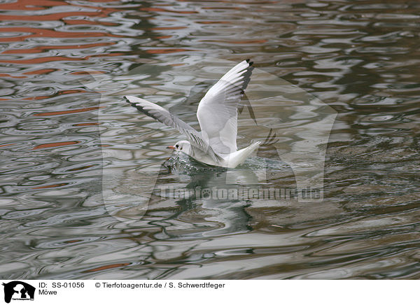 Mwe / mew / SS-01056