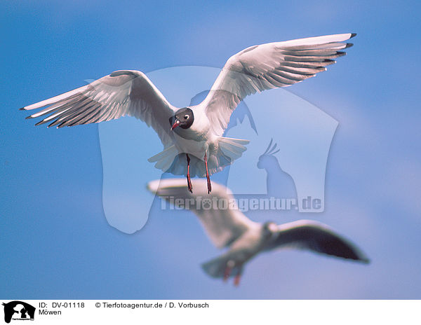 Mwen / gulls / DV-01118