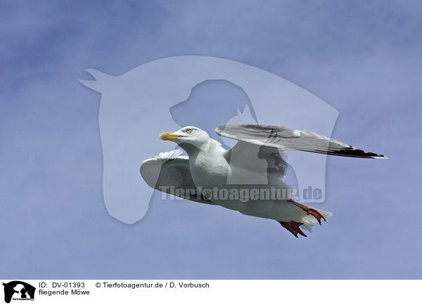 fliegende Mwe / flying gull / DV-01393