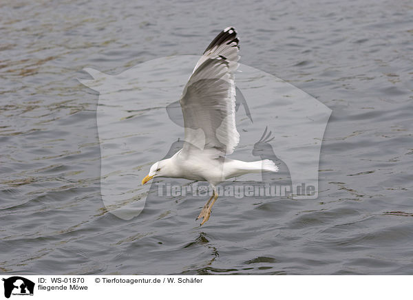fliegende Mwe / flying gull / WS-01870