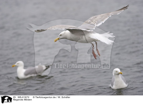 fliegende Mwen / flying gulls / WS-01872