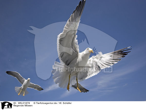 fliegende Mwen / flying gulls / WS-01878