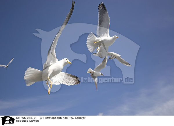 fliegende Mwen / flying gulls / WS-01879