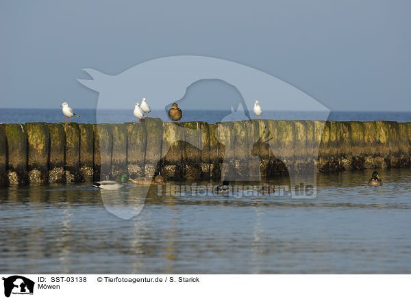 Mwen / gulls / SST-03138