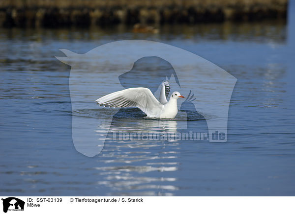 Mwe / gull / SST-03139