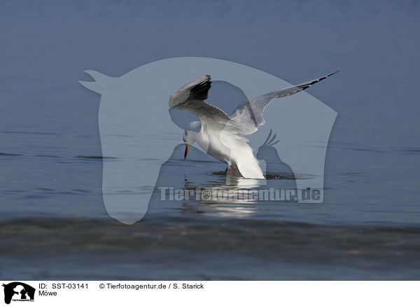 Mwe / gull / SST-03141