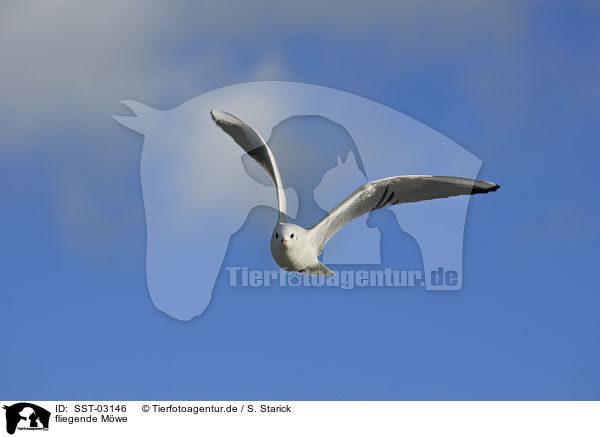 fliegende Mwe / flying mew / SST-03146