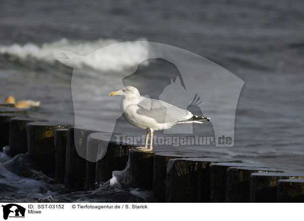 Mwe / gull / SST-03152