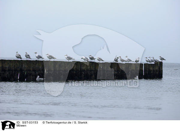 Mwen / gulls / SST-03153