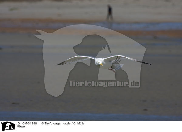Mwe / gull / CM-01398