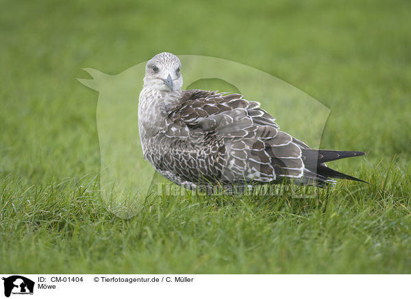 Mwe / gull / CM-01404