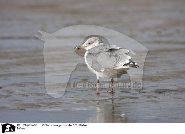 Mwe / gull / CM-01405
