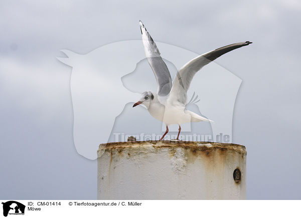 Mwe / gull / CM-01414