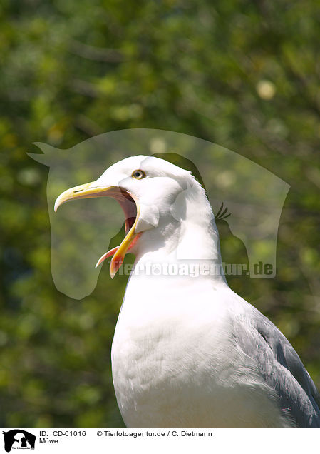 Mwe / gull / CD-01016