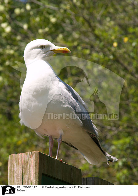 Mwe / gull / CD-01017
