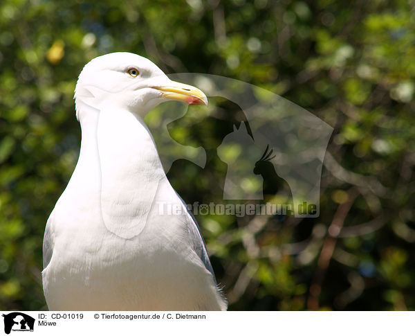 Mwe / gull / CD-01019