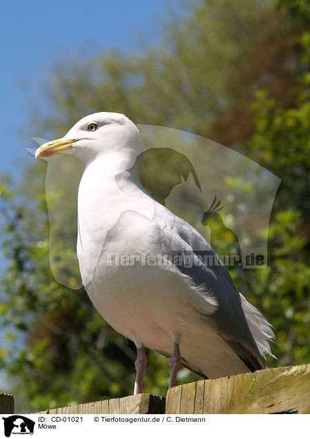 Mwe / gull / CD-01021