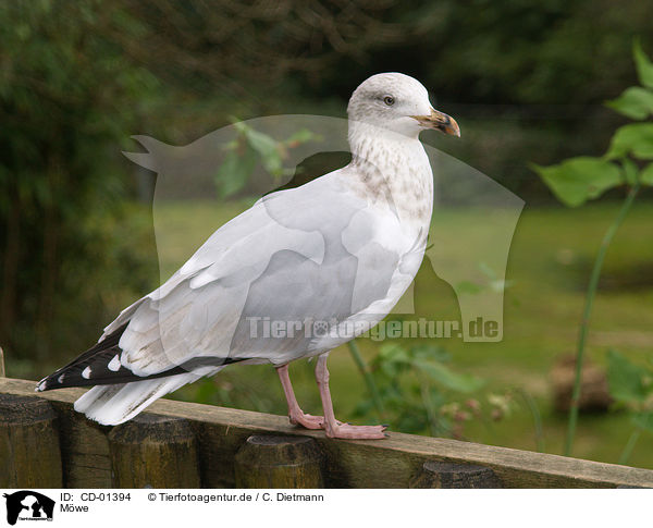 Mwe / gull / CD-01394