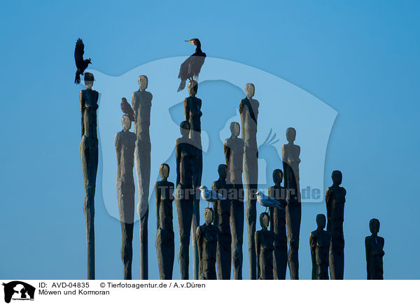Mwen und Kormoran / AVD-04835