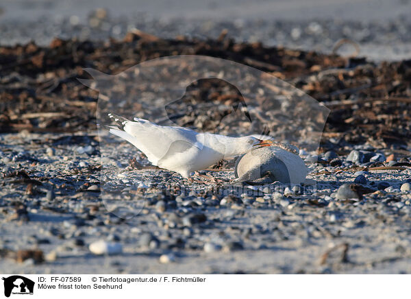 Mwe frisst toten Seehund / gull eats dead common seal / FF-07589