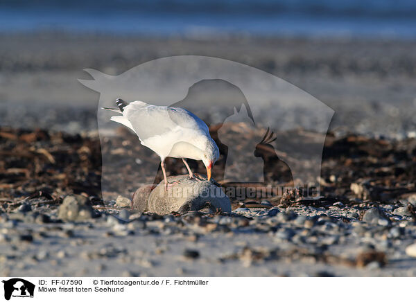 Mwe frisst toten Seehund / gull eats dead common seal / FF-07590