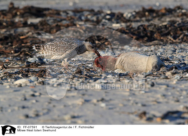 Mwe frisst toten Seehund / gull eats dead common seal / FF-07591