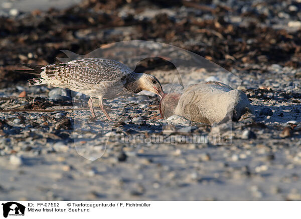 Mwe frisst toten Seehund / gull eats dead common seal / FF-07592