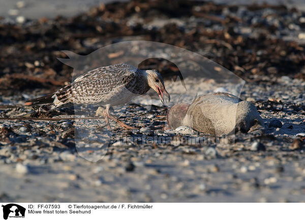 Mwe frisst toten Seehund / gull eats dead common seal / FF-07593