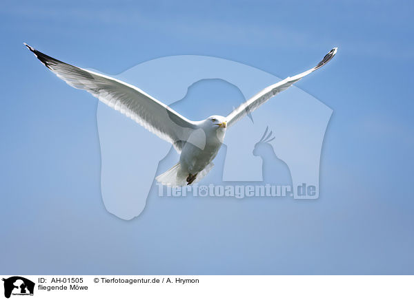 fliegende Mwe / flying Gull / AH-01505